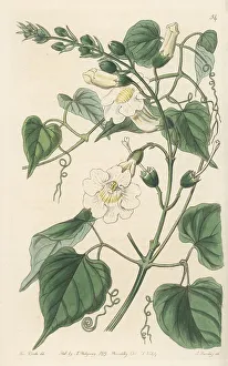 Shrub Prints: Amphilophium carolinae