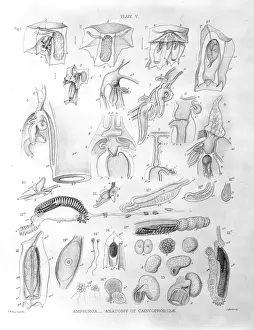 Jelly Prints: Amphiroa - Anatomy of calycophoridae