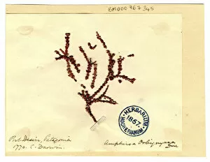 Preserved Gallery: Amphiroa orbignyana, coralline red algae