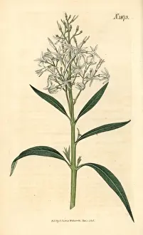 Amsonia tabernaemontana var. salicifolia