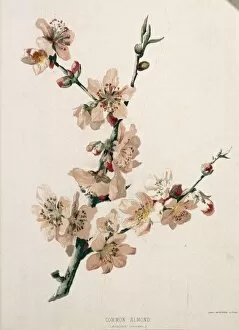 Almond Tree Blossom Gallery: Amygdalis communis, common almond