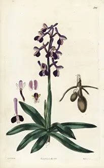 Orchis Prints: Anacamptis morio subsp. longicornu