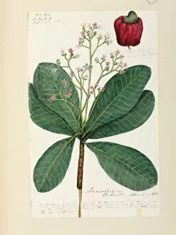 Anacardiaceae Gallery: Anacardium occidentale, Cashew