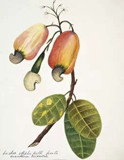 Anacardiaceae Gallery: Anacardium occidentale, cashew apple