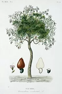 Anacardiaceae Gallery: Anacardium occidentale L. cashew apple