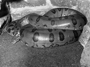 Aquatic Gallery: ANACONDA