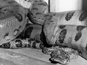 Coiled Prints: ANACONDA