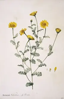 Potted Histories Prints: Anacyclus valentina, anacyclus