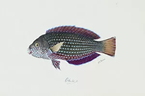 Bony Fish Collection: Anampses cuvier, pearl wrasse