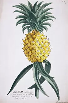 Fruit Gallery: Ananas aculeatus, pineapple