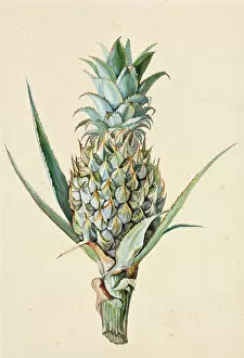 Images Dated 7th February 2013: Ananas comosus, Pineapple