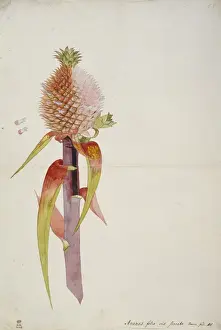 Ananas comosus, pineapple