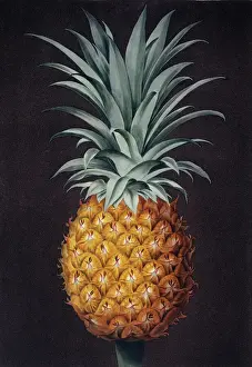 Exotic Prints: Ananas comosus, pineapple