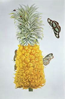 Butterfly Collection: Ananas comosus (pineapple) & Philaethria dido