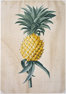 Ananas Comosus Gallery: Ananas sativas