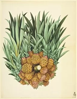Commelinid Collection: Ananas sp