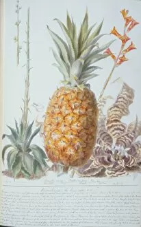 Ananas Gallery: Ananas sp. pineapple