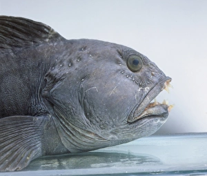 Anarhichas lupus, Atlantic catfish Anarhichas lupus, Atlantic catfish