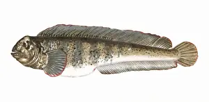 Markings Prints: Anarhichas lupus, or Atlantic Wolffish