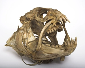 Carnivora Collection: Anarhichas lupus, wolf eel