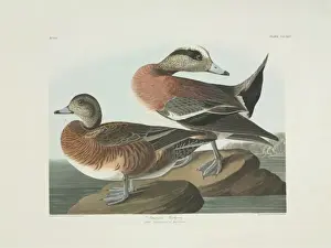 Anas Prints: Anas americana, American widgeon