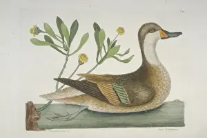 Anseriformes Prints: Anas bahamensis, white-cheeked pintail
