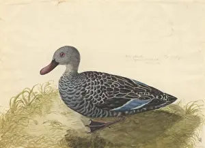 Anseriformes Prints: Anas capensis, Cape teal