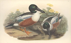 Anas Collection: Anas clypeata, northern shoveller