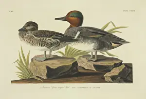Anas crecca, common teal
