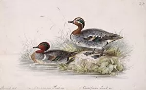 1800 1874 Gallery: Anas crecca, common teal