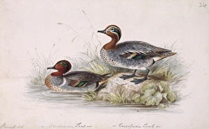 Anas Collection: Anas crecca, common teal