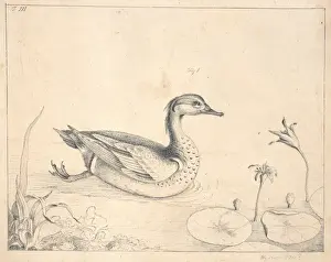 Anas crecca, common teal