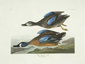 Anas Collection: Anas discors, blue-winged teal