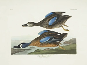 Anas Collection: Anas discors, blue-winged teal