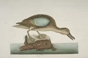 Anas discors, blue-winged teal