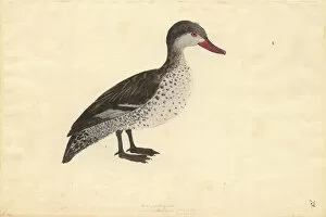 Forster Collection: Anas erythrorhyncha, red-billed duck