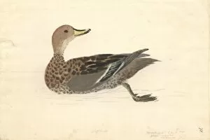 Anas Collection: Anas georgica, yellow-billed pintail