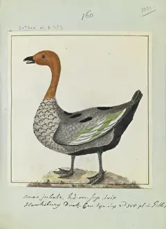 Anseriformes Prints: Anas jubata, Latham Collection Vol. 6, f. 1001