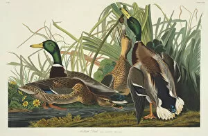 Duck Collection: Anas platyrhynchos, mallard