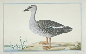 Anas Collection: Anas poecilorhyncha, spot-billed duck