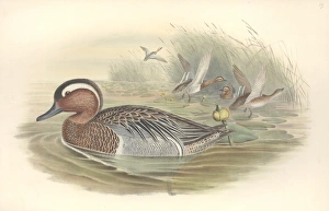 Anas Collection: Anas querquedula, garganey