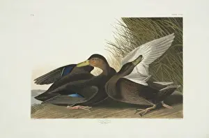 Anas Prints: Anas rubripes, American black duck