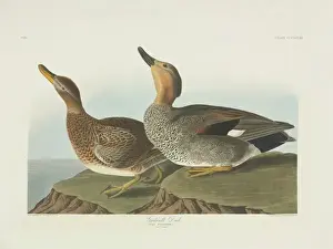 Anas Prints: Anas strepera, gadwall