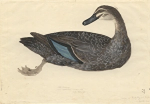Anas Collection: Anas superciliosa, Pacific black duck