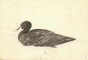 Forster Collection: Anas undulata, yellow-billed duck
