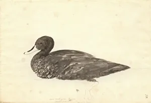Forster Collection: Anas undulata, yellow-billed duck