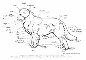 Images Dated 8th December 2011: Anatomical diagram of a Newfoundland dog