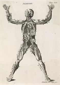 1760s Collection: Anatomical drawing of the human body