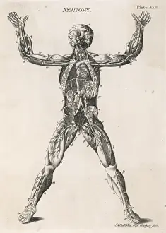 Organs Prints: Anatomical drawing of the human body