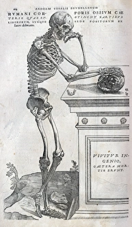 Anatomical Collection: Anatomical drawing of a human skeleton